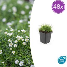 Garden basics 48x Sagina subulata - ↕10-25cm - Ø9cm (50594)