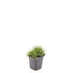 Garden basics 48x Sagina subulata - ↕10-25cm - Ø9cm (50594)