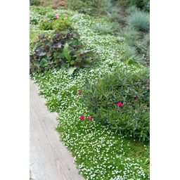 Garden basics 48x Sagina subulata - ↕10-25cm - Ø9cm (50594)