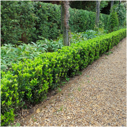 Premium basics 4 x 6 pack Euonymus 'Green Spire' - Ø 7 cm - ↨ 15 cm (48282)
