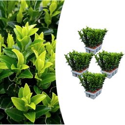 Premium basics 4 x 6 pack Euonymus 'Green Spire' - Ø 7 cm - ↨ 15 cm (48282)