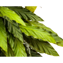 Calathea Rufibarba Ø27cm - ↕60 (4250308313746)