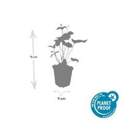 Garden basics 60x Anemone hyb. 'Honorine Jobert' - ↕10-25cm - Ø9cm (47583)