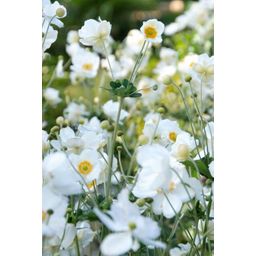 Garden basics 60x Anemone hyb. 'Honorine Jobert' - ↕10-25cm - Ø9cm (47583)