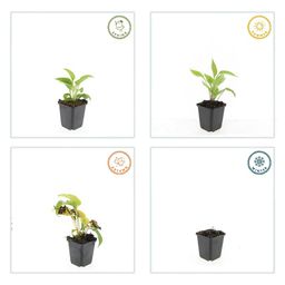 Garden basics 12x Echinacea p. 'White Swan' - ↕10-25cm - Ø9cm (47690)