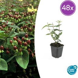 Garden basics 48x Hypericum inodorum - ↕10-25cm - Ø9cm (50449)