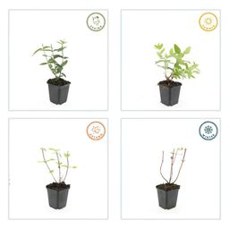 Garden basics 48x Hypericum inodorum - ↕10-25cm - Ø9cm (50449)