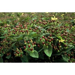 Garden basics 48x Hypericum inodorum - ↕10-25cm - Ø9cm (50449)