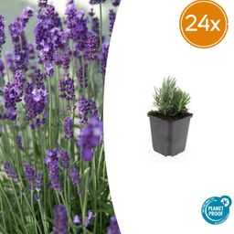 Garden basics 24x Lavandula ang. 'Dwarf Blue' - ↕10-25cm - Ø9cm (50458)