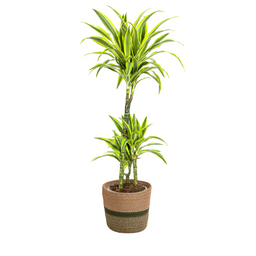 Dracaena Deremensis Lemon Lime met mand Ø21cm - ↕90 (48765)