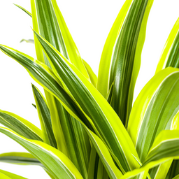Dracaena Deremensis Lemon Lime met mand Ø21cm - ↕90 (48765)