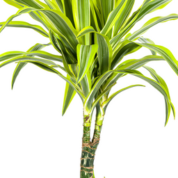 Dracaena Deremensis Lemon Lime met mand Ø21cm - ↕90 (48765)