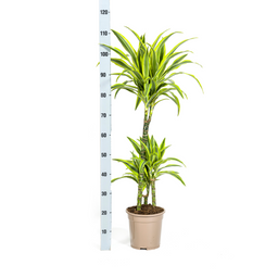 Dracaena Deremensis Lemon Lime met mand Ø21cm - ↕90 (48765)