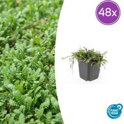 Garden basics 48x Leptinella squalida - ↕10-25cm - Ø9cm (50467)