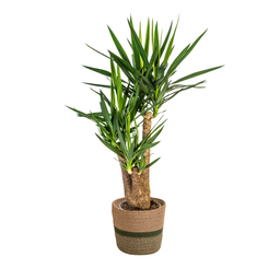 Yucca Elephantipes Vertakt met mand (48769)