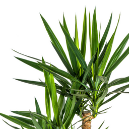 Yucca Elephantipes Vertakt met mand (48769)