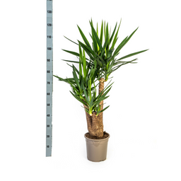 Yucca Elephantipes Vertakt met mand (48769)