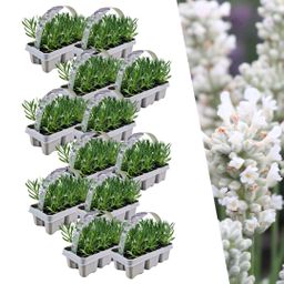 Plants by frank 12 x 6 pack Lavendel angustifolia white - 72 x Ø7 cm (33469)