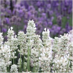 Plants by frank 12 x 6 pack Lavendel angustifolia white - 72 x Ø7 cm (33469)