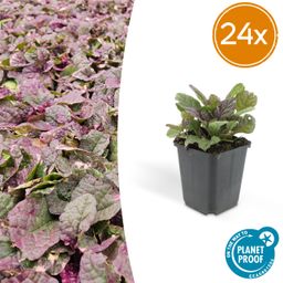 Garden basics 24x Ajuga reptans 'Burgundy Glow' - ↕10-25cm - Ø9cm (50360)