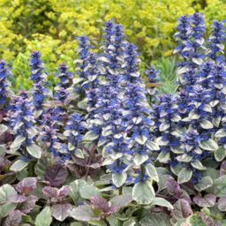 Garden basics 24x Ajuga reptans 'Burgundy Glow' - ↕10-25cm - Ø9cm (50360)