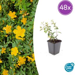 Garden basics 48x Hypericum dummeri 'Peter Dummer' - ↕10-25cm - Ø9cm (50439)