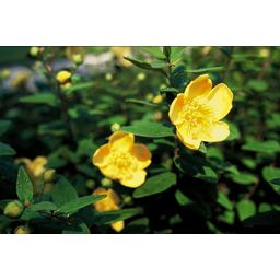 Garden basics 48x Hypericum dummeri 'Peter Dummer' - ↕10-25cm - Ø9cm (50439)