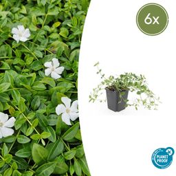Garden basics 6x Vinca minor 'Gertrude Jekyll' - ↕10-25cm - Ø9cm (48035)