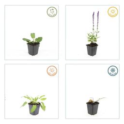Garden basics 24x Salvia nem. 'Mainacht' - ↕10-25cm - Ø9cm (50597)