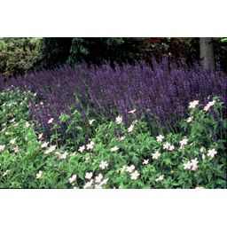 Garden basics 24x Salvia nem. 'Mainacht' - ↕10-25cm - Ø9cm (50597)