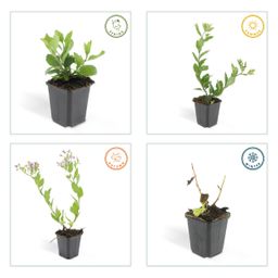 Garden basics 48x Aster ageratoides 'Asran' - ↕10-25cm - Ø9cm (50277)