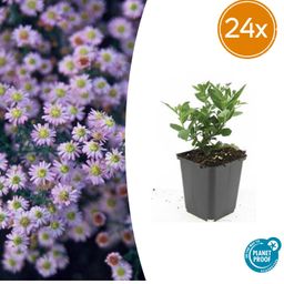 Garden basics 24x Aster ageratoides 'Stardust' - ↕10-25cm - Ø9cm (50374)
