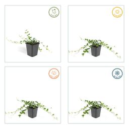 Garden basics 60x Vinca minor 'Alba' - ↕10-25cm - Ø9cm (47013)