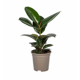 Ficus Elastica Robusta Ø17cm - ↕50 (4250308317072)