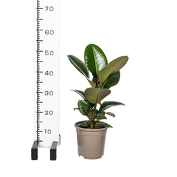 Ficus Elastica Robusta Ø17cm - ↕50 (4250308317072)
