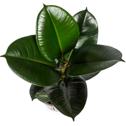 Ficus Elastica Robusta Ø17cm - ↕50 (4250308317072)