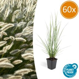 Garden basics 60x Pennisetum alopecuroides 'Hameln' - ↕10-25cm - Ø9cm (46984)