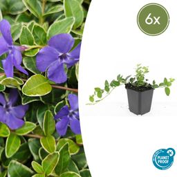 Garden basics 6x Vinca minor 'Argenteovariegata' - ↕10-25cm - Ø9cm (48020)