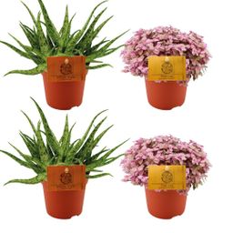 2x Aloe Spider + 2x Callisia Rosato - 4 stuks - Ø10.5cm (22755)