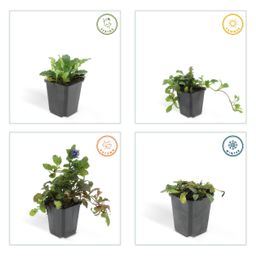 Garden basics 12x Ajuga reptans - ↕10-25cm - Ø9cm (46860)