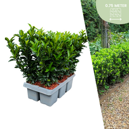 Plants by frank 6 x Euonymus 'Green Spire' - 6 x Ø 7 cm - ↨ 15 cm (8721001422401)