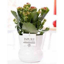 Kalanchoe Red In P&PURE Plant Vase Maximawhite (53361)