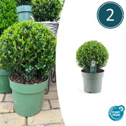 Premium basics 2x Ilex crenata 'Jenny' bol XL | set van 2 stuks | 25 cm Ø (48277)
