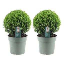 Premium basics 2x Ilex crenata 'Jenny' bol XL | set van 2 stuks | 25 cm Ø (48277)
