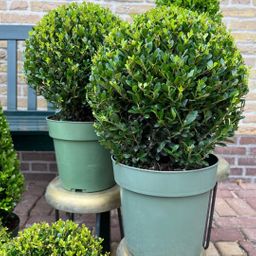 Premium basics 2x Ilex crenata 'Jenny' bol XL | set van 2 stuks | 25 cm Ø (48277)
