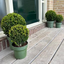 Premium basics 2x Ilex crenata 'Jenny' bol XL | set van 2 stuks | 25 cm Ø (48277)