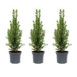 3x Mini Christmas Tree - Picea Glauca Perfecta - 25-30 cm (8720872025346)