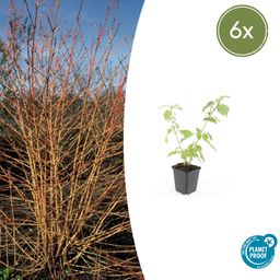 Garden basics 6x Cornus sang. 'Anny's Winter Orange' - ↕10-25cm - Ø9cm (47667)