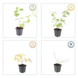 Garden basics 6x Cornus sang. 'Anny's Winter Orange' - ↕10-25cm - Ø9cm (47667)