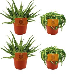 2x Aloe Spider + 2x Chlorophytum Bonnie - 4 stuks - Ø10.5cm (22760)